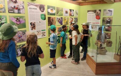 Junior Ranger UNESCO Bettlachstock – Wildbienen: kleine Tiere, grosse Vielfalt